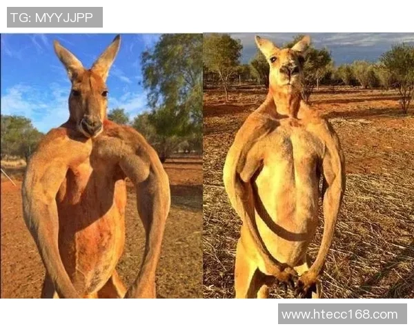 各国足球明星身材对比分析展现运动员的健美与力量之美